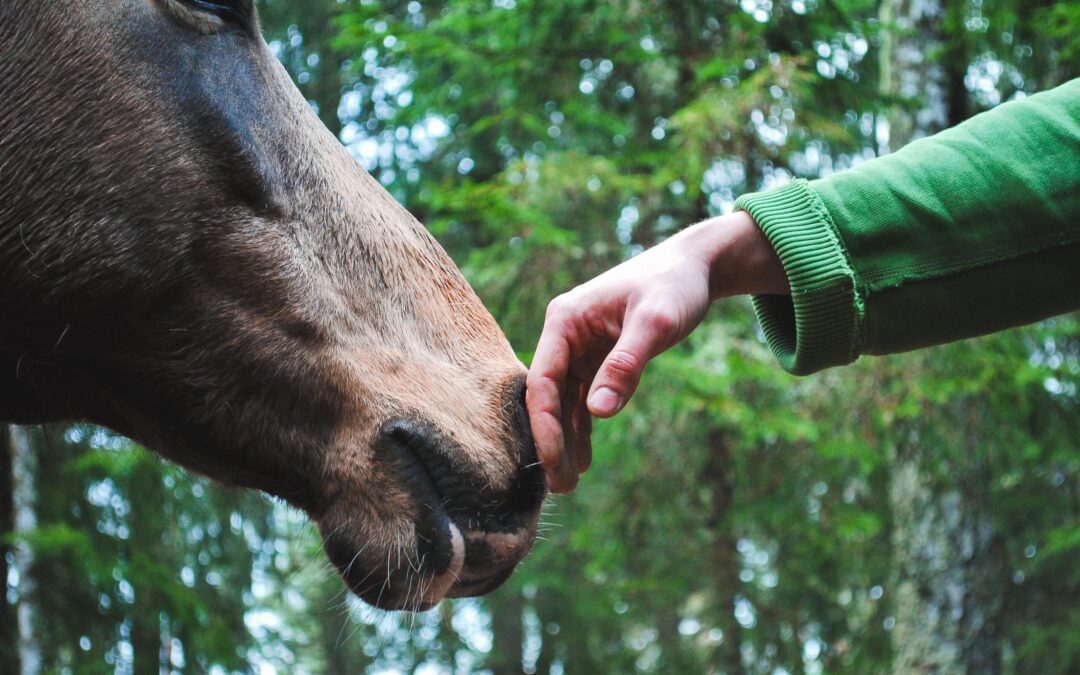 Horse and hand