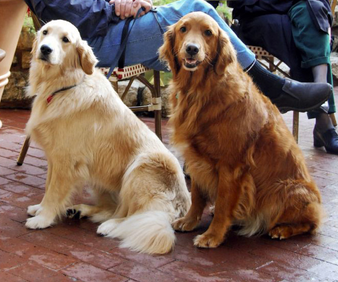 Therapy Dogs