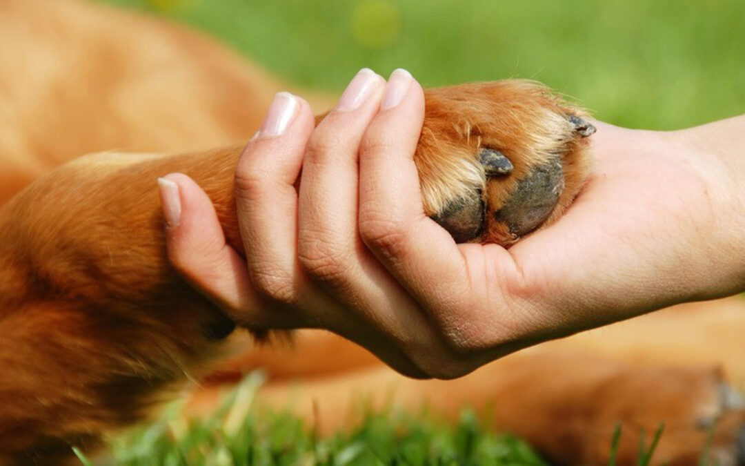 Animal and Human handshake