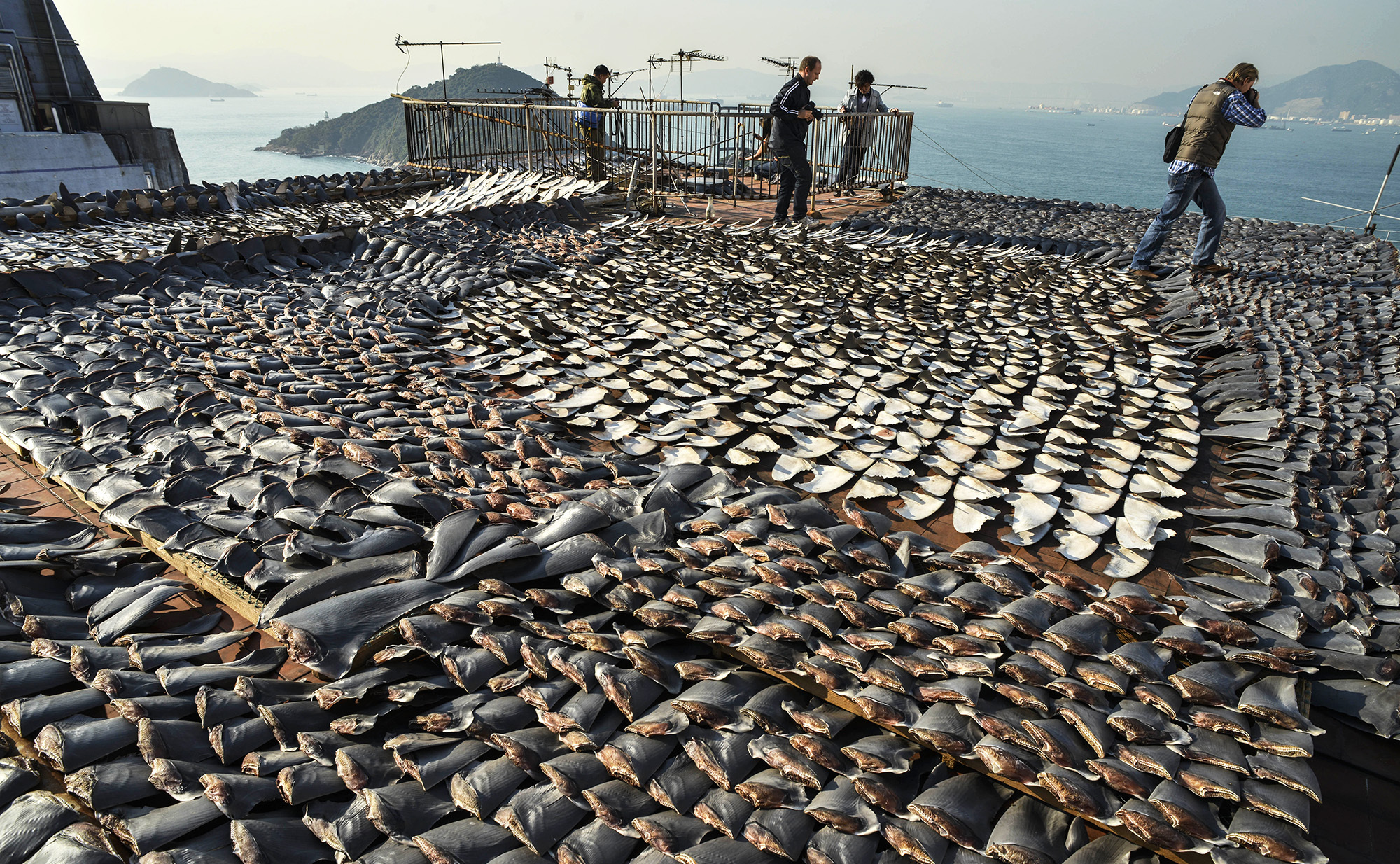 Shark fin trade